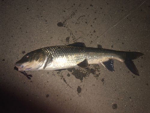 ニゴイの釣果