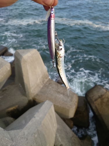 イワシの釣果