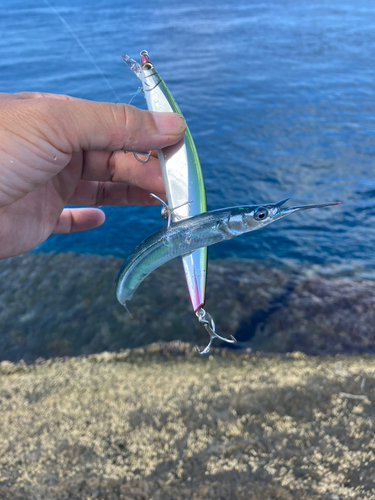 サヨリの釣果