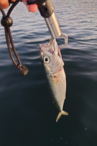 サバの釣果