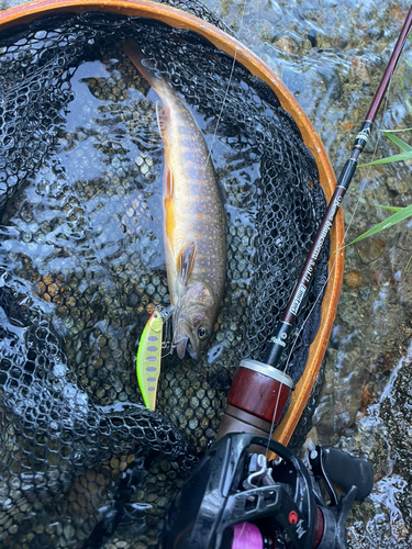 イワナの釣果