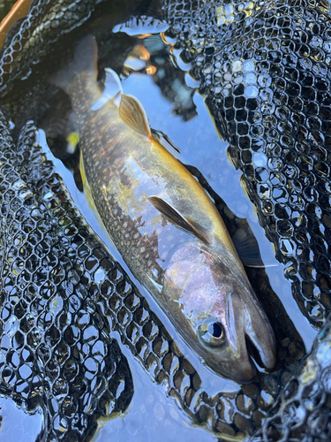 イワナの釣果