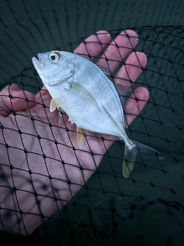 メッキの釣果