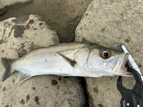 セイゴ（マルスズキ）の釣果