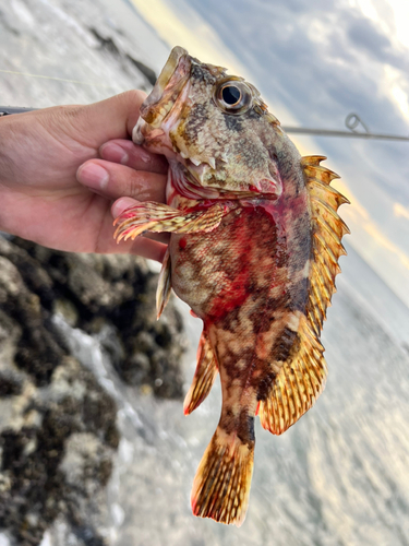 カサゴの釣果