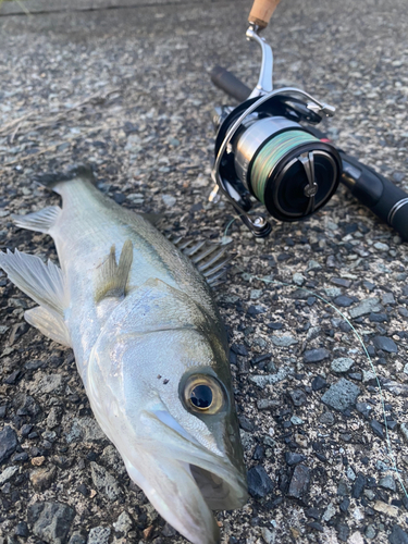 スズキの釣果