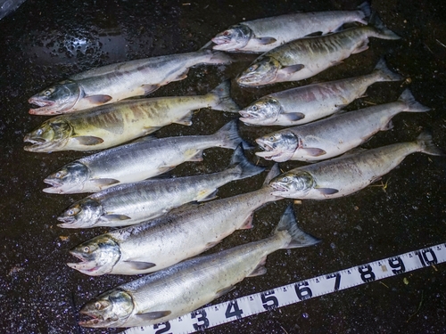 アキアジの釣果