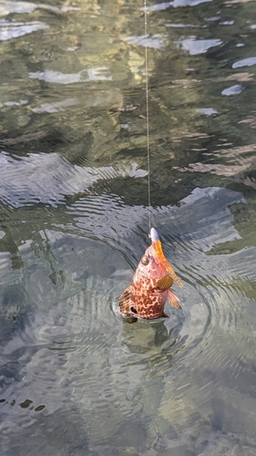 アコウの釣果