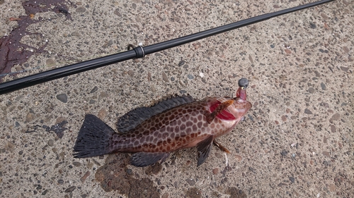 オオモンハタの釣果