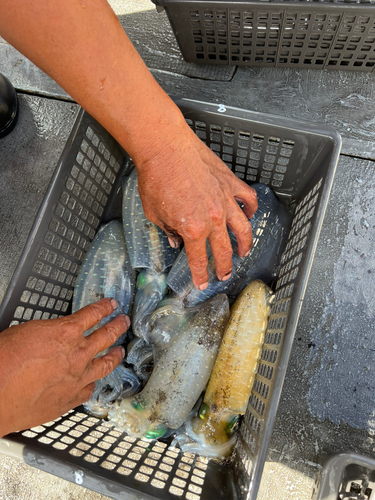 アオリイカの釣果