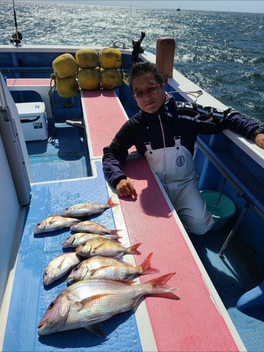 マダイの釣果