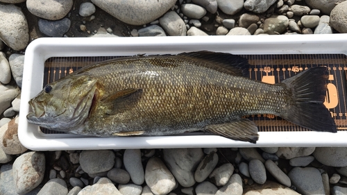 スモールマウスバスの釣果