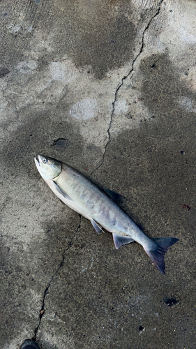 アキアジの釣果