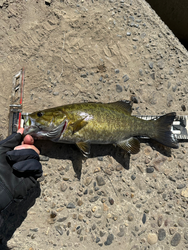 スモールマウスバスの釣果