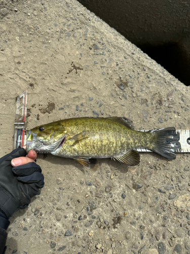 スモールマウスバスの釣果