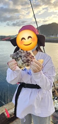 カワハギの釣果