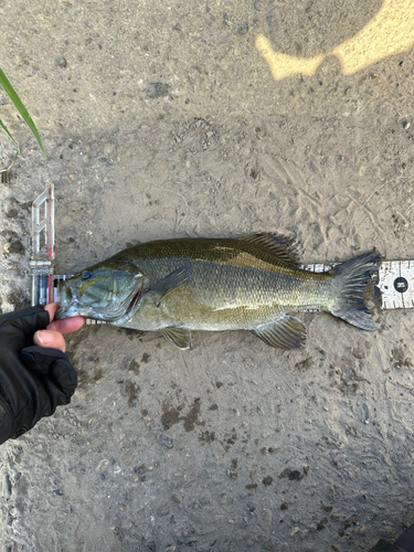 スモールマウスバスの釣果