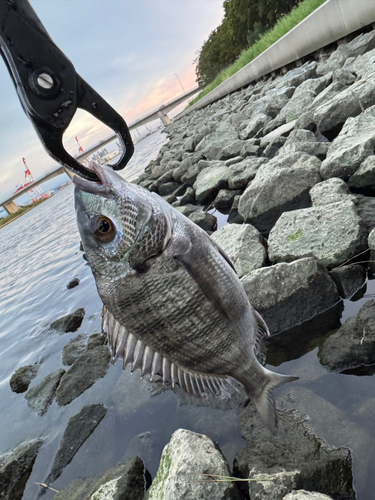 クロダイの釣果