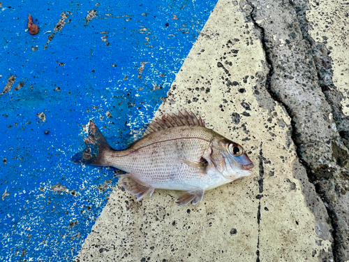 アジアコショウダイの釣果