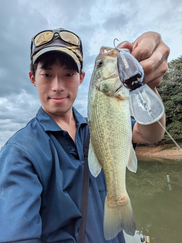 ブラックバスの釣果