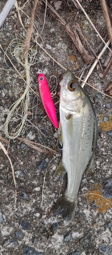 セイゴ（マルスズキ）の釣果