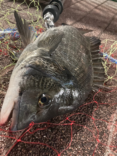 豊洲ぐるり公園