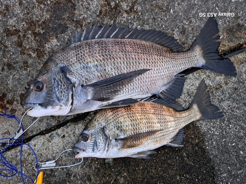 チヌの釣果