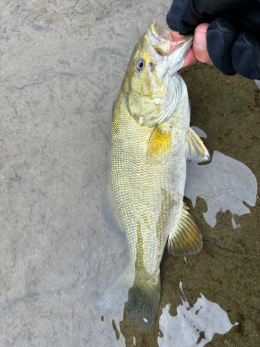 スモールマウスバスの釣果