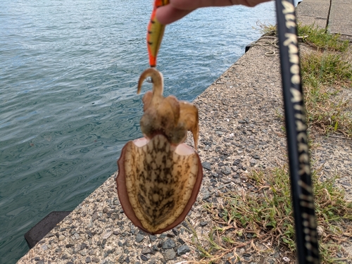 モンゴウイカの釣果