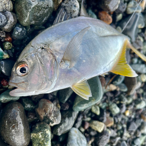 メッキの釣果