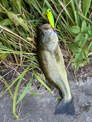 ブラックバスの釣果