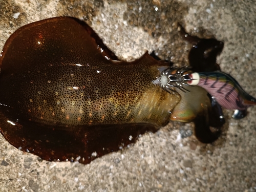 アオリイカの釣果