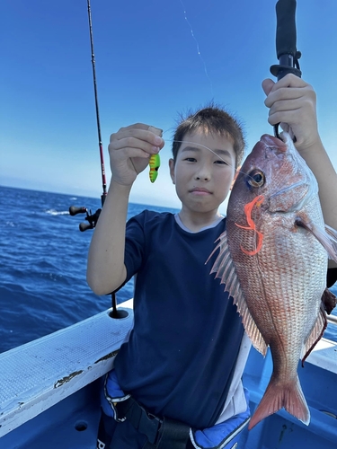 マダイの釣果