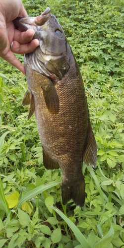 スモールマウスバスの釣果