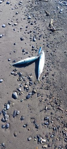 サバの釣果