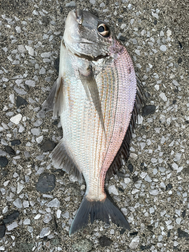 ヘダイの釣果