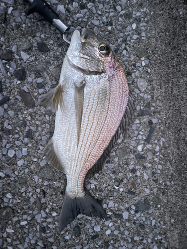 ヘダイの釣果