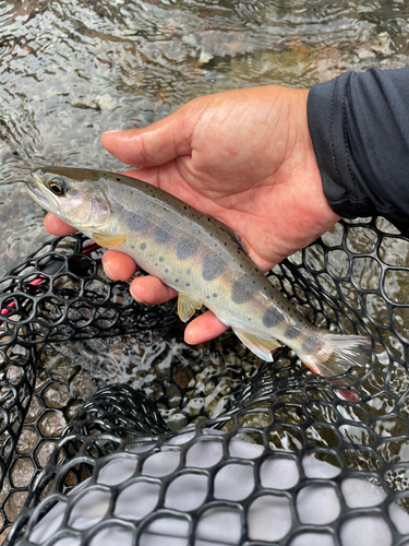 ヤマメの釣果