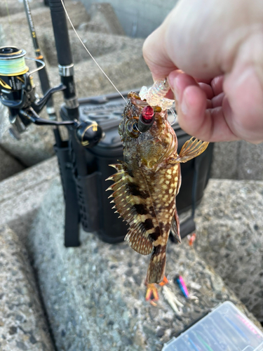 カサゴの釣果