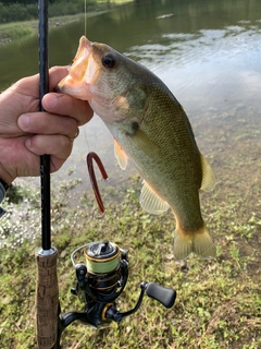 ラージマウスバスの釣果