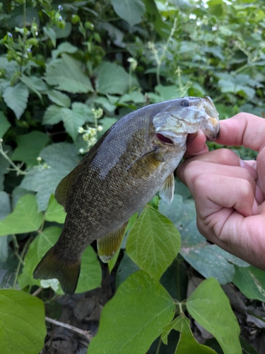 スモールマウスバスの釣果