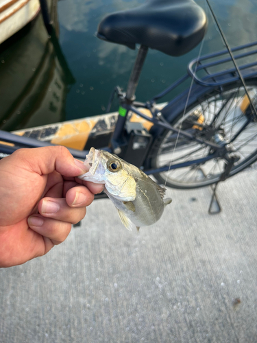 スズキの釣果