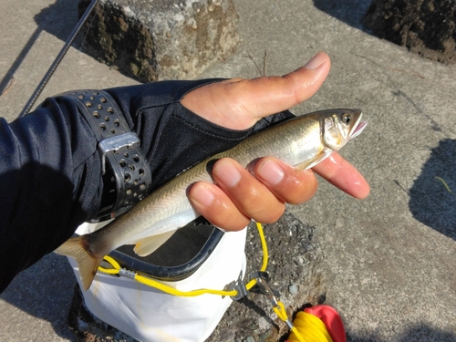 アユの釣果