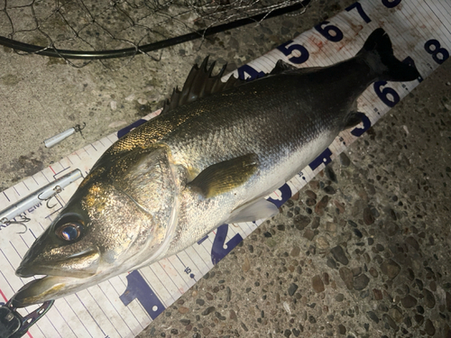 シーバスの釣果