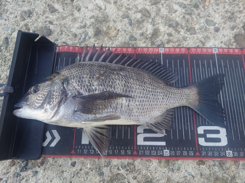 クロダイの釣果