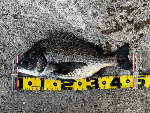 クロダイの釣果