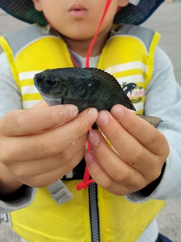 メジナの釣果