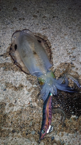 アオリイカの釣果