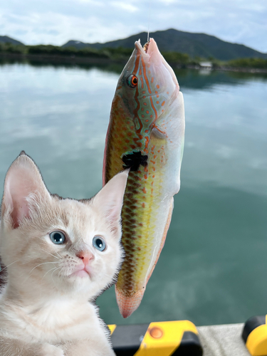 ベラの釣果