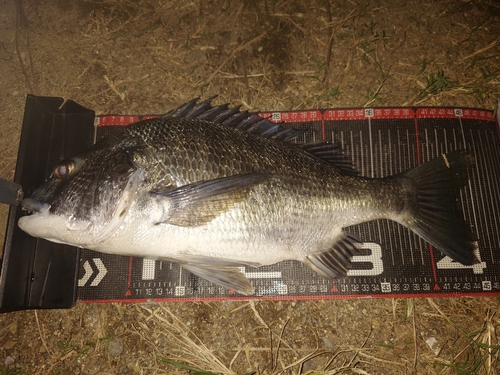 クロダイの釣果